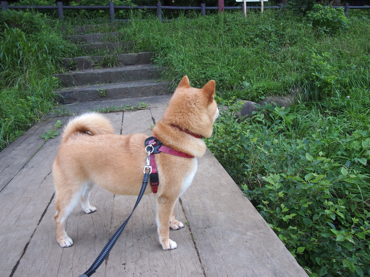 跨界奇才论,从伦纳德欧冠接管,到收割凯尔特人的竞技哲学